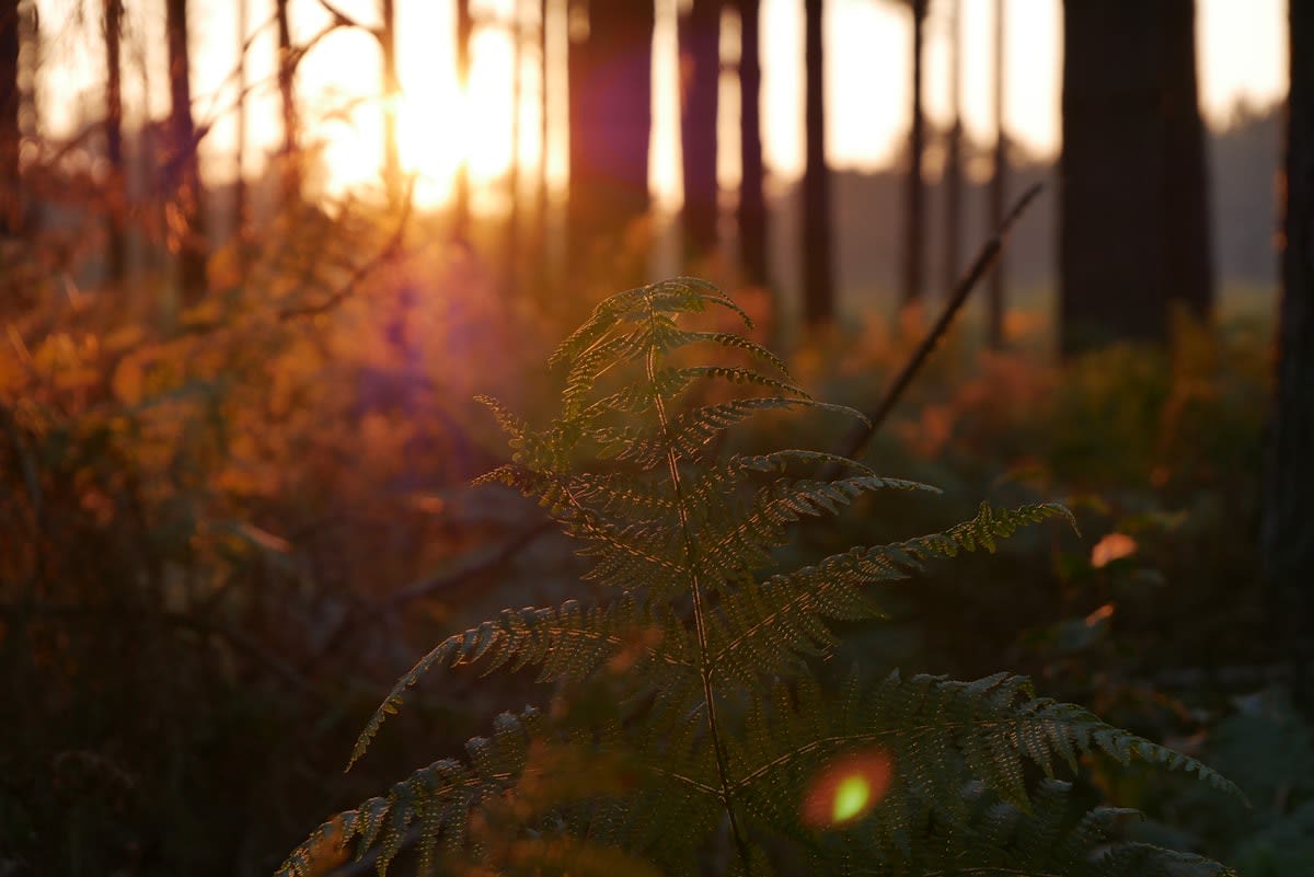 The Light Hygiene Protocol: Reclaiming Your Biological Clock in the Age of the LED