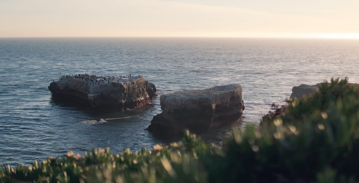 The Acoustic Awakening: Why 2024 is the Year AI Bioacoustics Finally Cracked the Code of Interspecies Communication