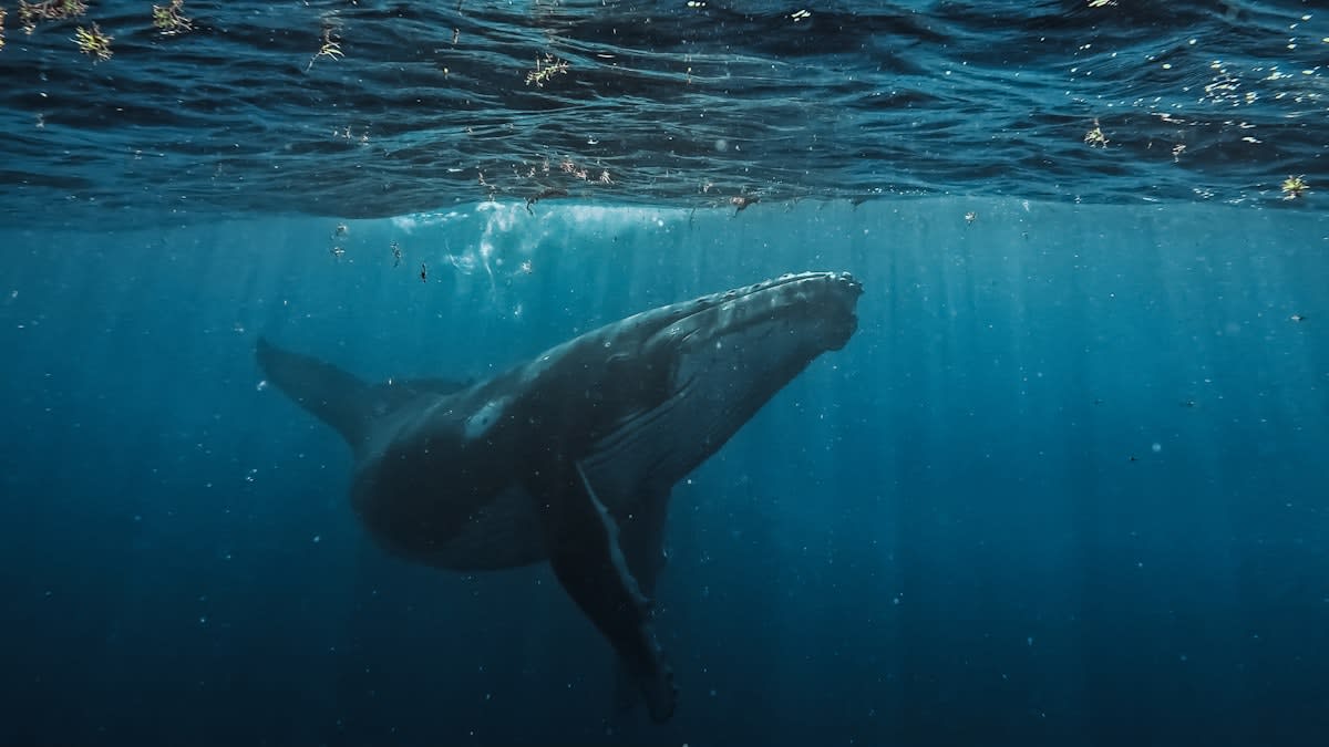 Underwater hydrophone recording whale songs