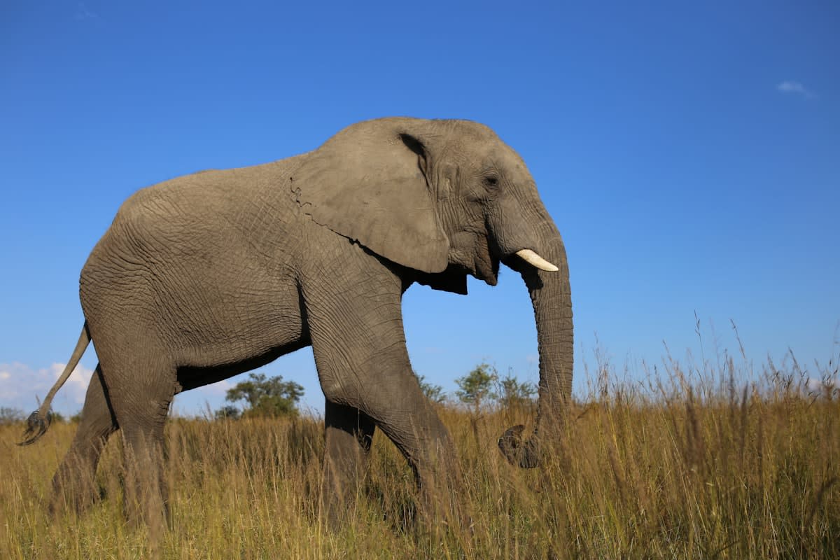 Elephant in the savanna with acoustic sensors
