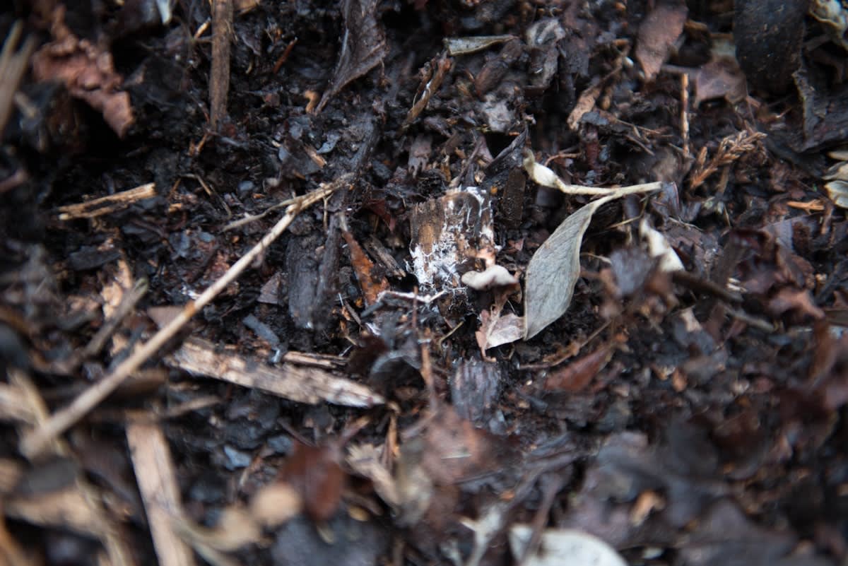 Close up of organic compost and soil