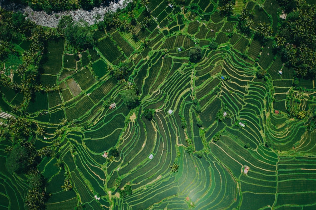 Aerial view of terraced rice paddies in Asia