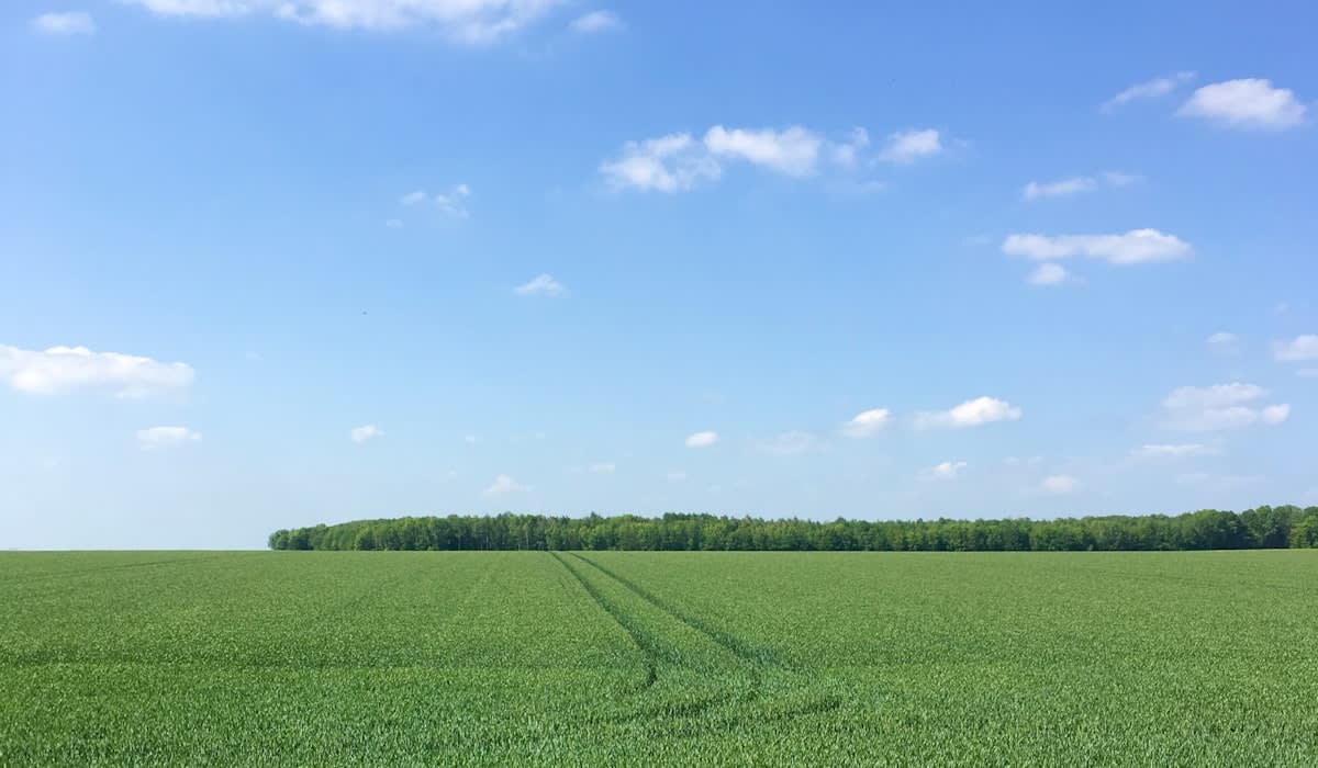 expansive soy field under a bright sky