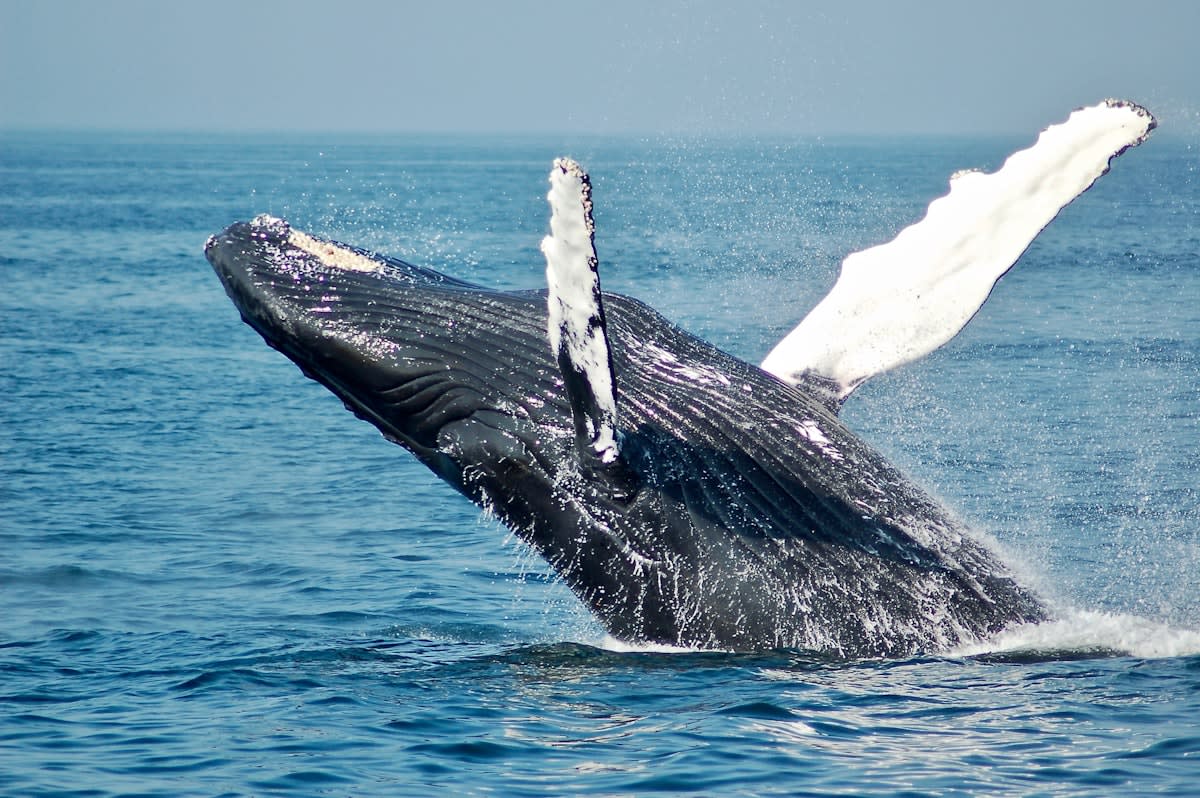 Sperm whale breaching in the ocean