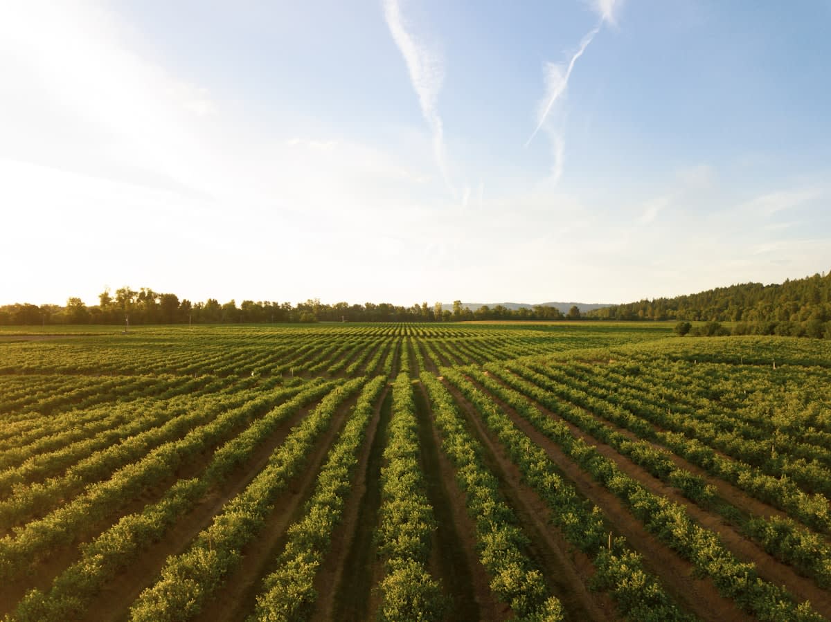 vast field of diverse crops under a bright sun