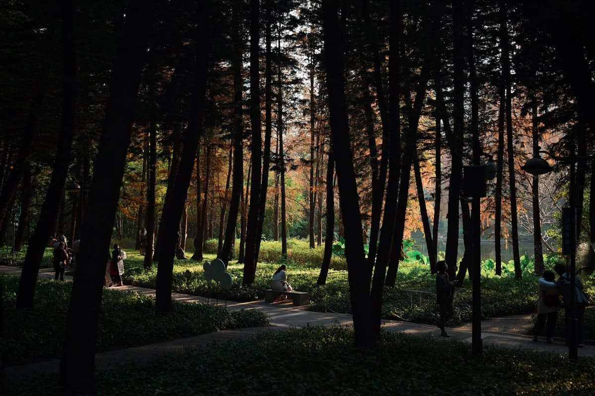 A person walking through a quiet forest