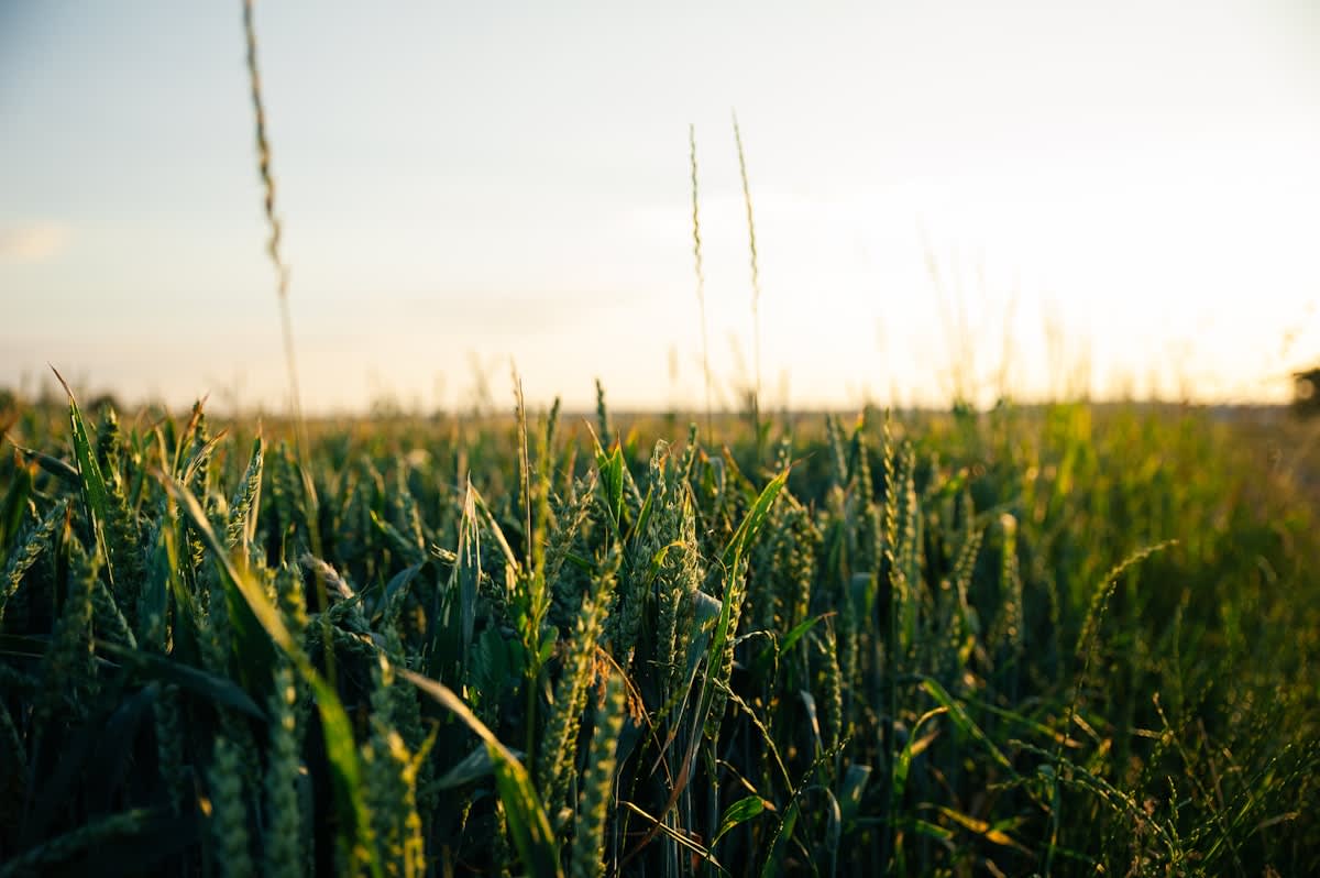 Field of diverse ancient grains
