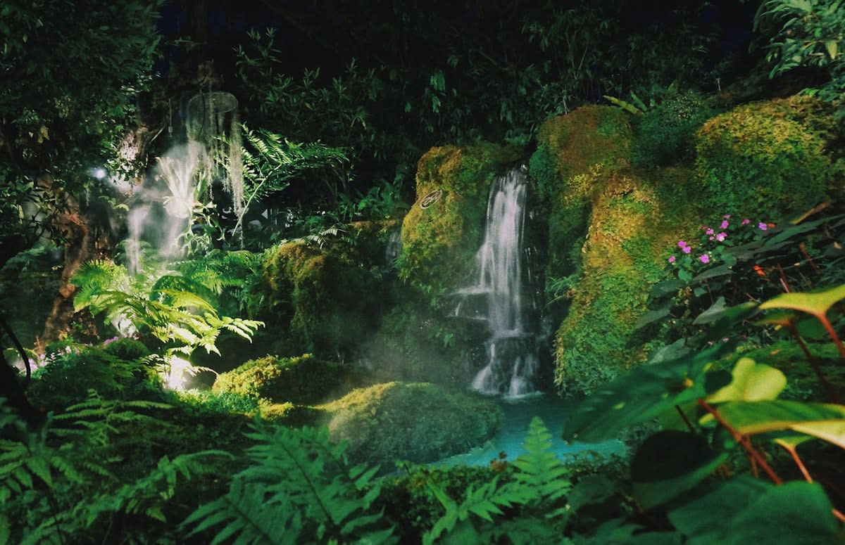 Lush tropical rainforest with diverse flora