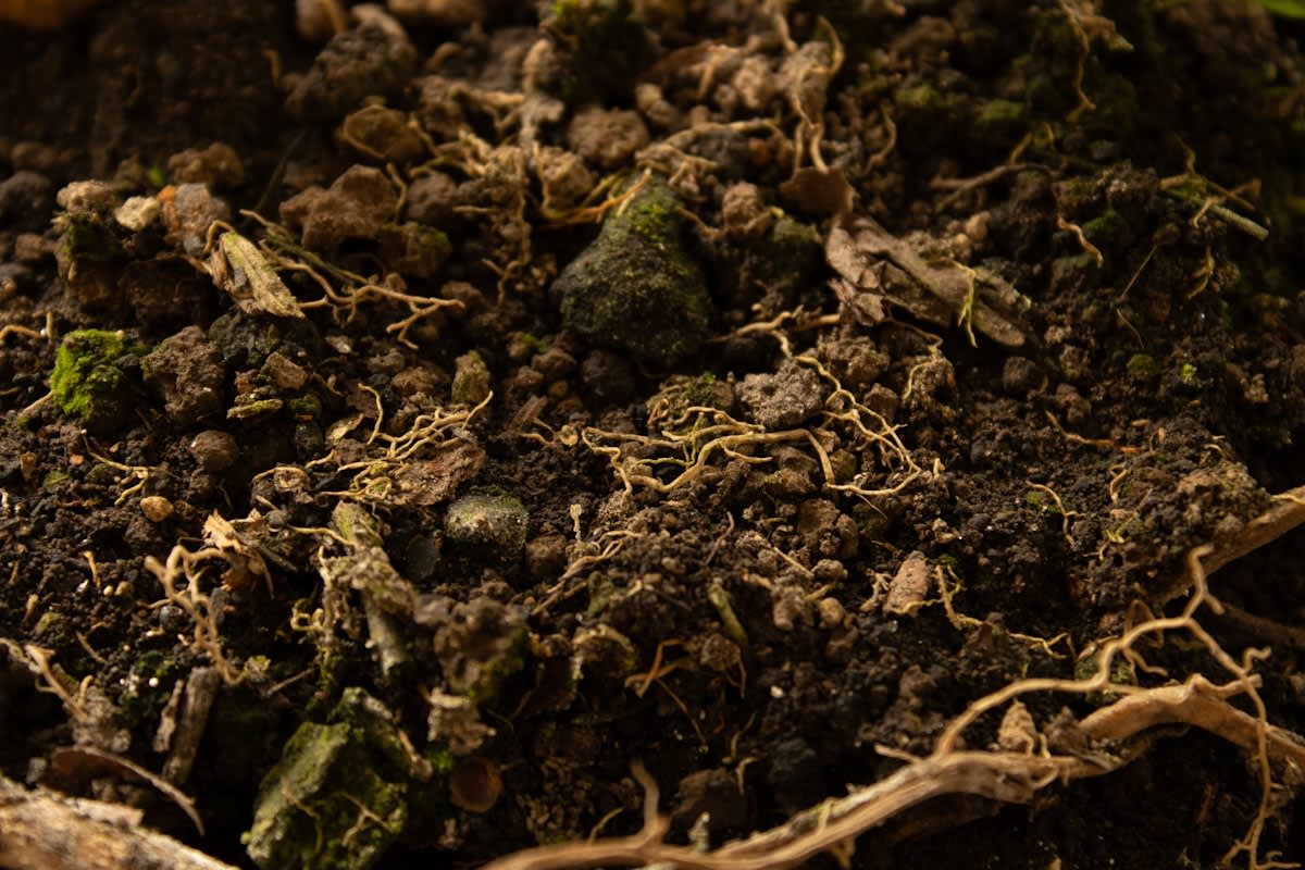 Close up of healthy dark soil with plant roots