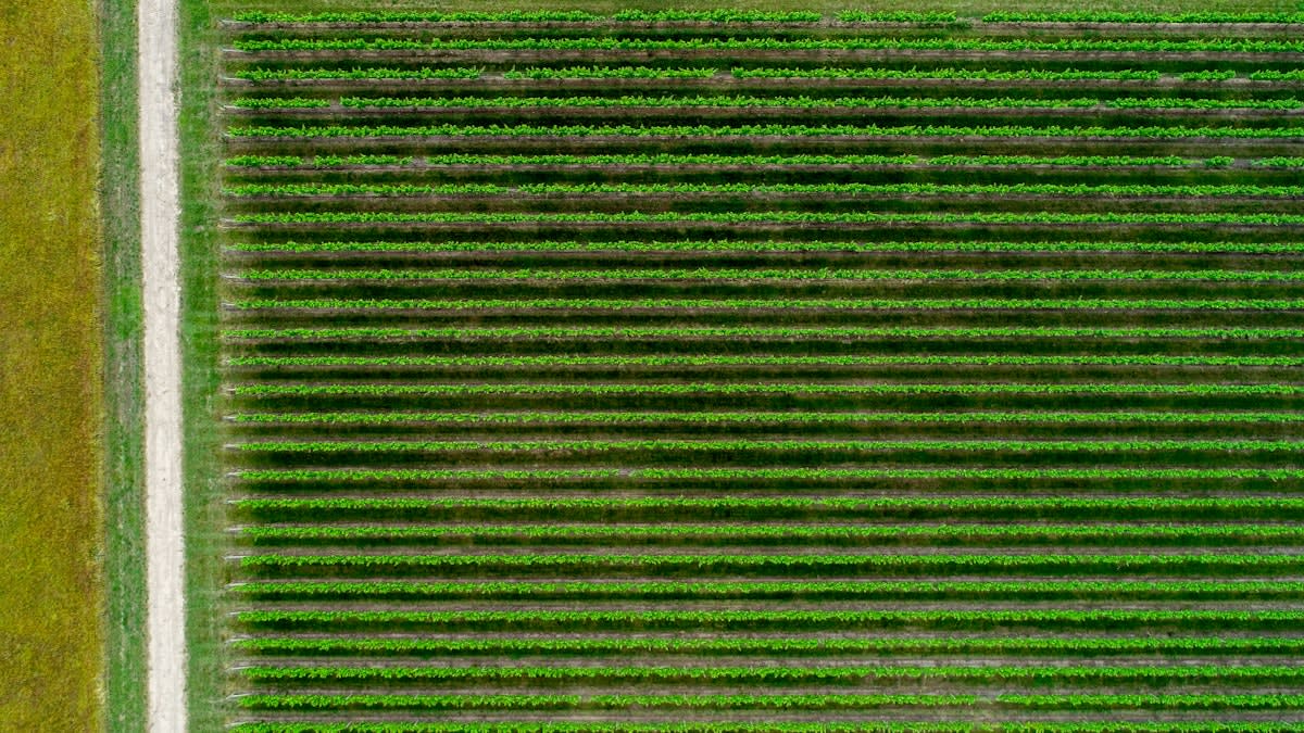 Aerial view of regenerative farmland with cover crops
