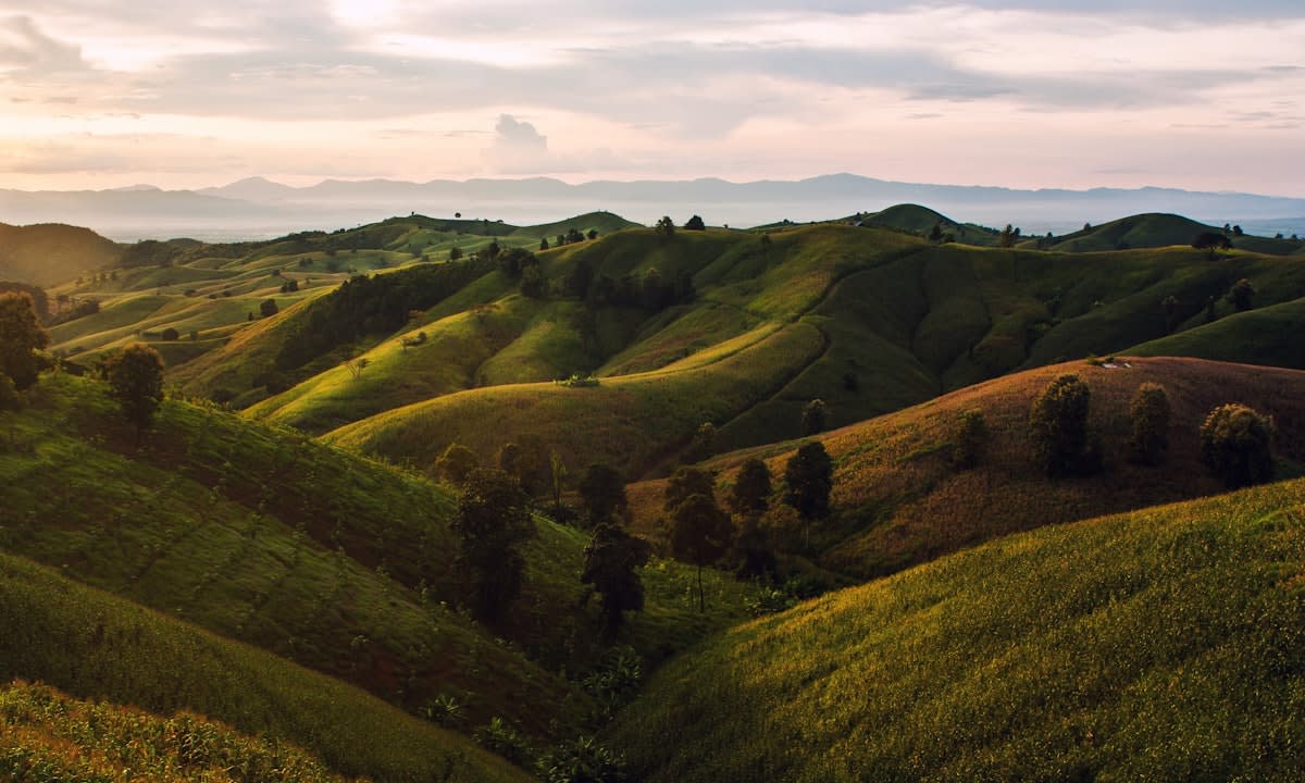 Sustainable landscape with reforestation efforts