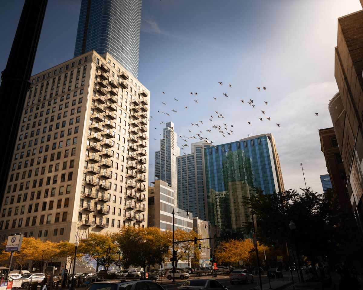 urban city skyline with birds flying