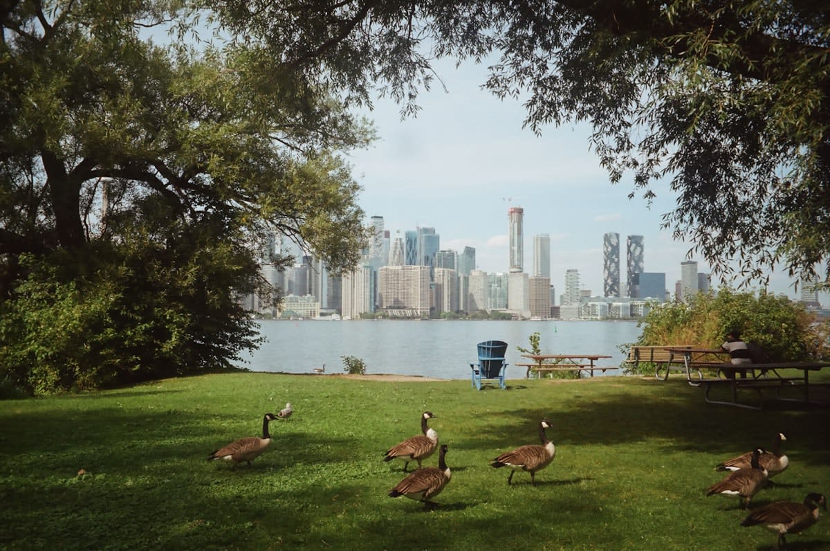 urban wildlife in a city park