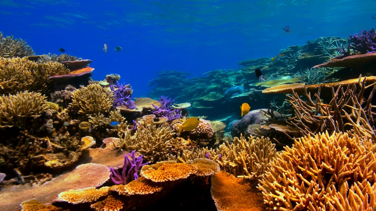 Underwater coral reef with diverse fish
