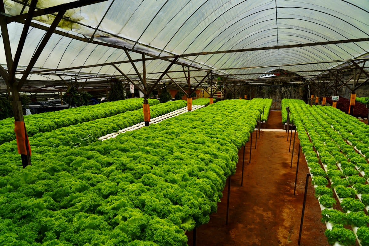Modern urban hydroponic facility