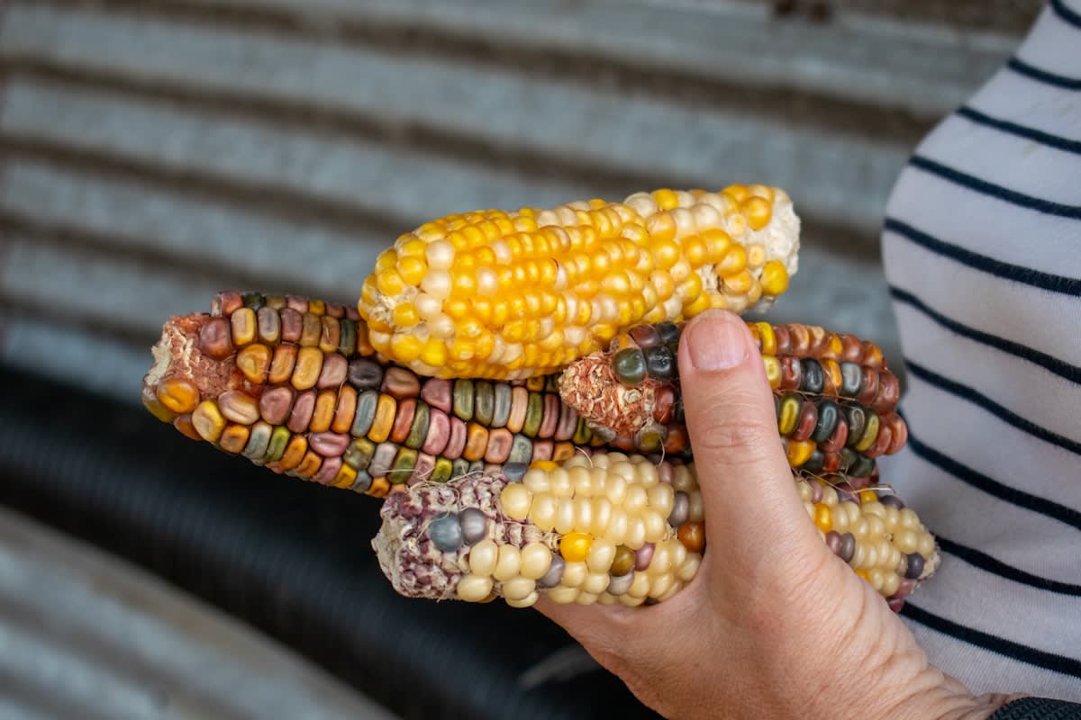 Hands sorting through a variety of colorful dried corn kernels