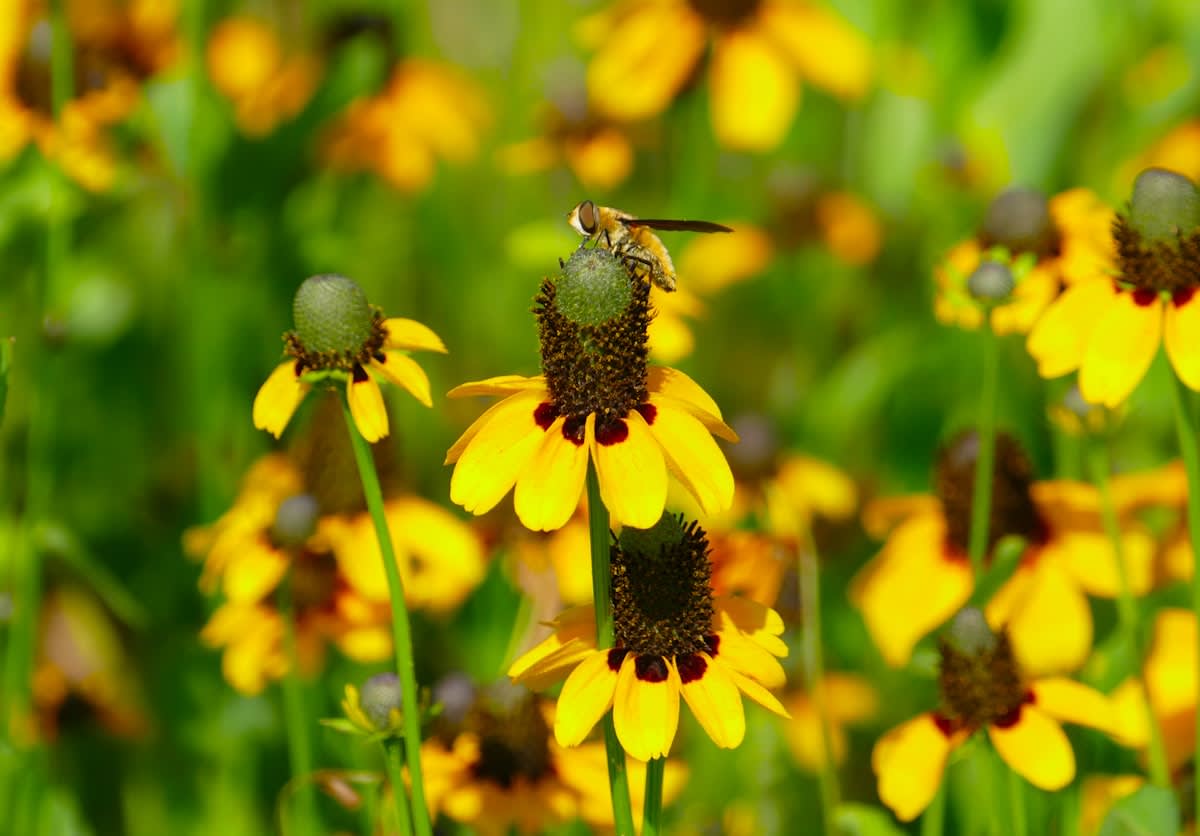 Close up of a native bee on a wildflower in a city