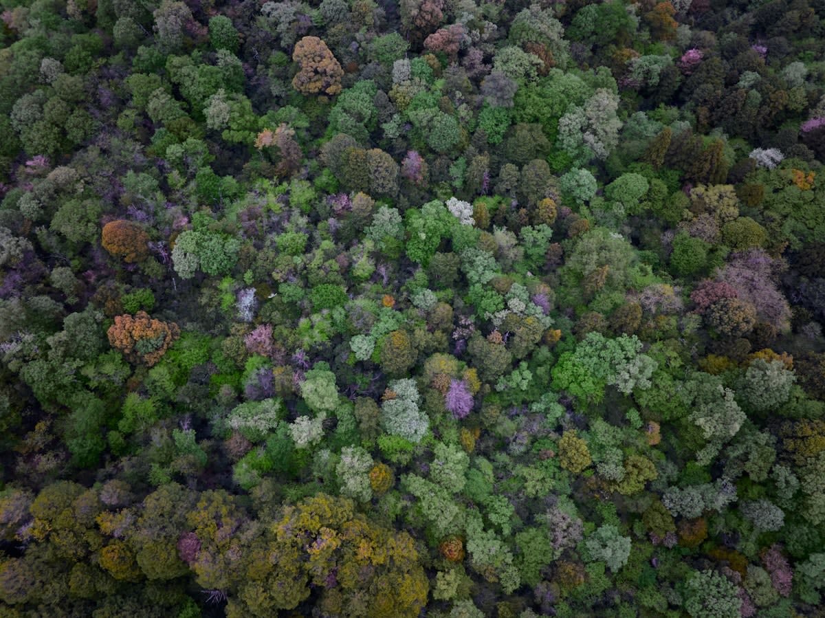 Aerial view of a mixed forest showing varying tree heights