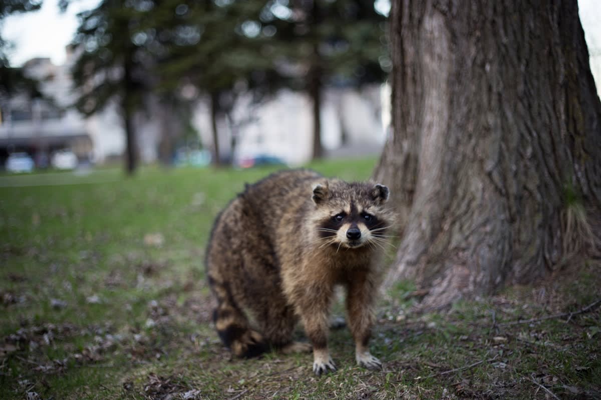 Raccoon in an urban environment