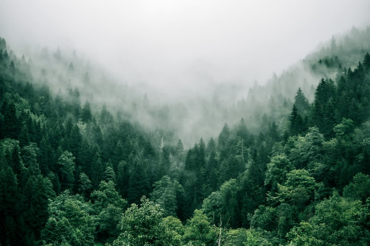 A dense, ancient forest with mist