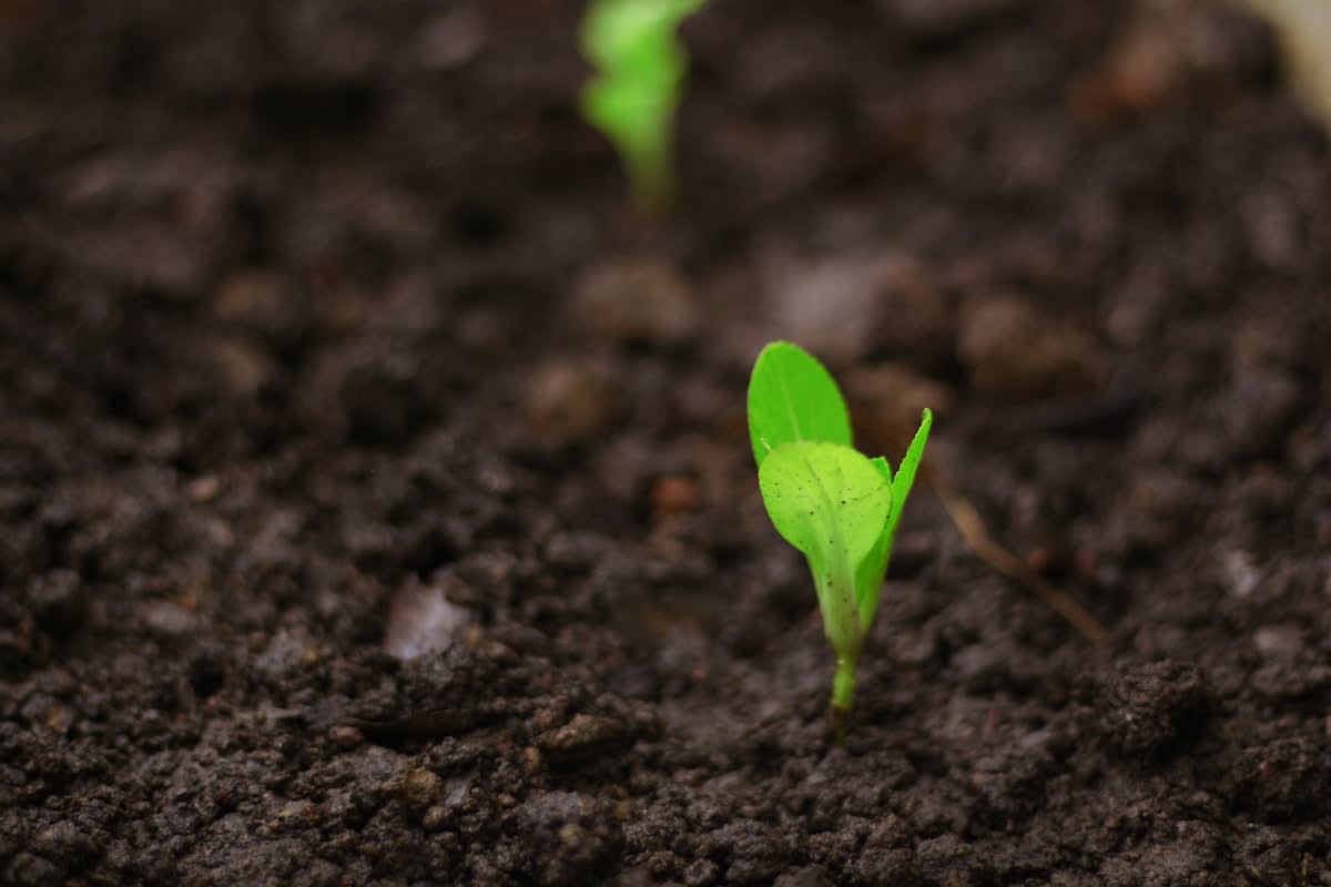 Close up of nutrient rich dark soil with a small sprout