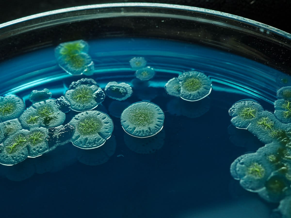 microscopic view of marine bacteria