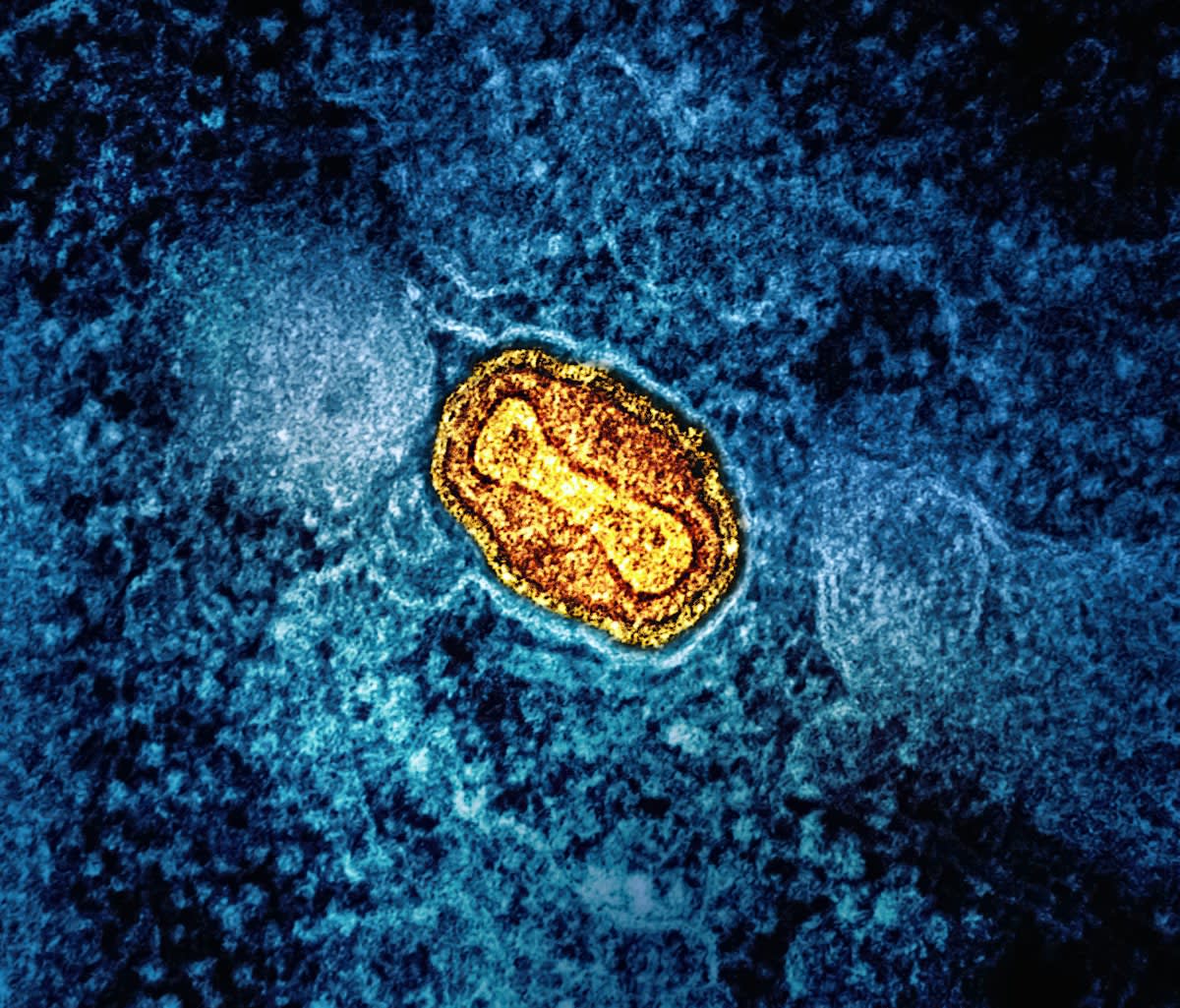 Microscopic view of autophagy