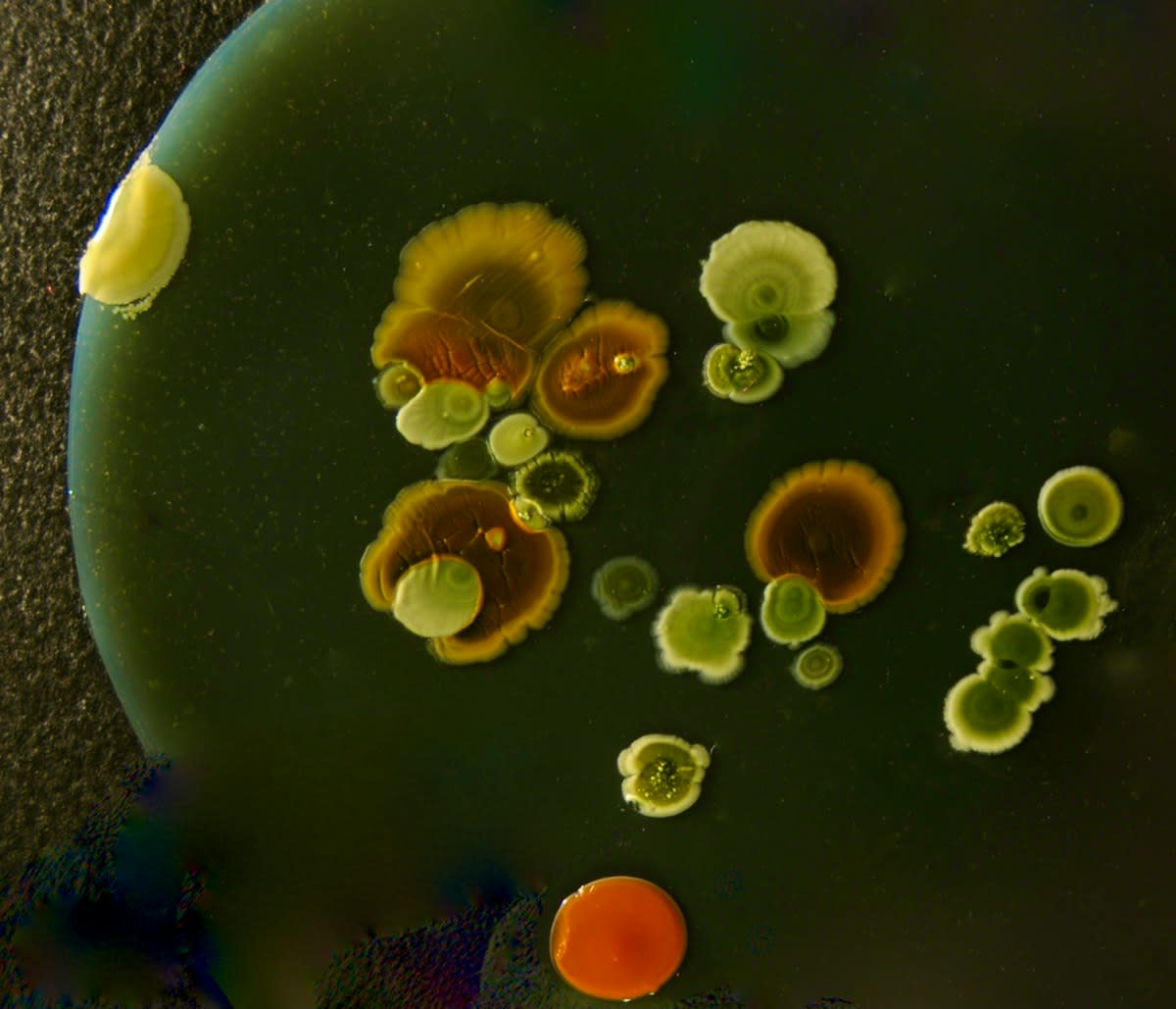 Laboratory petri dish with microbial cultures