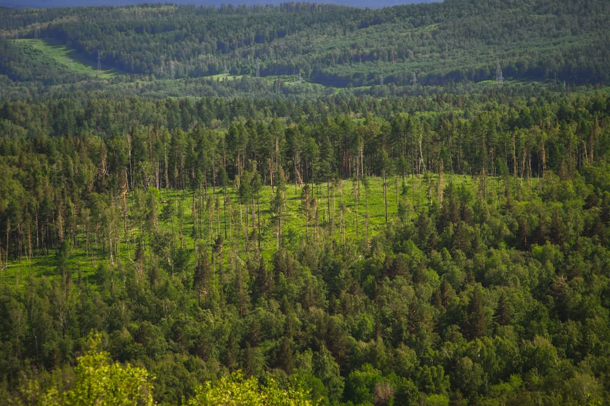 Fragmented forest landscape with isolated patches of greenery