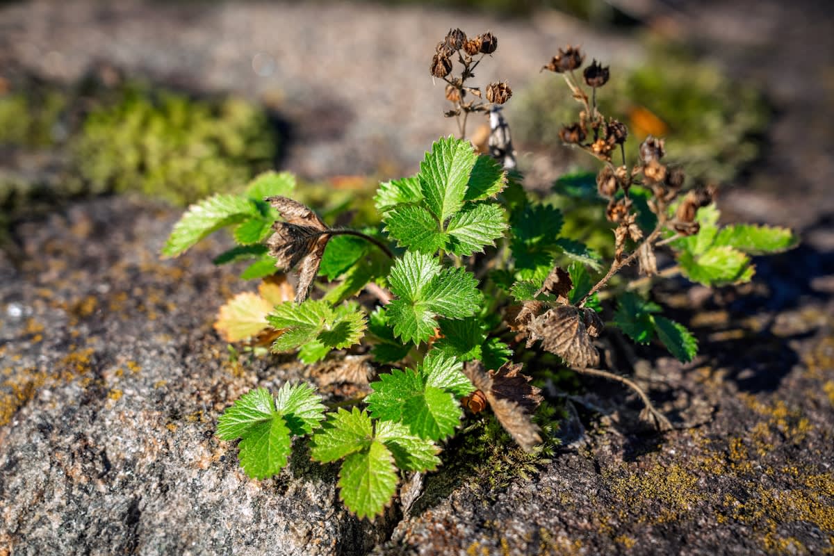 Macro shot of a rare plant species in a rocky terrain