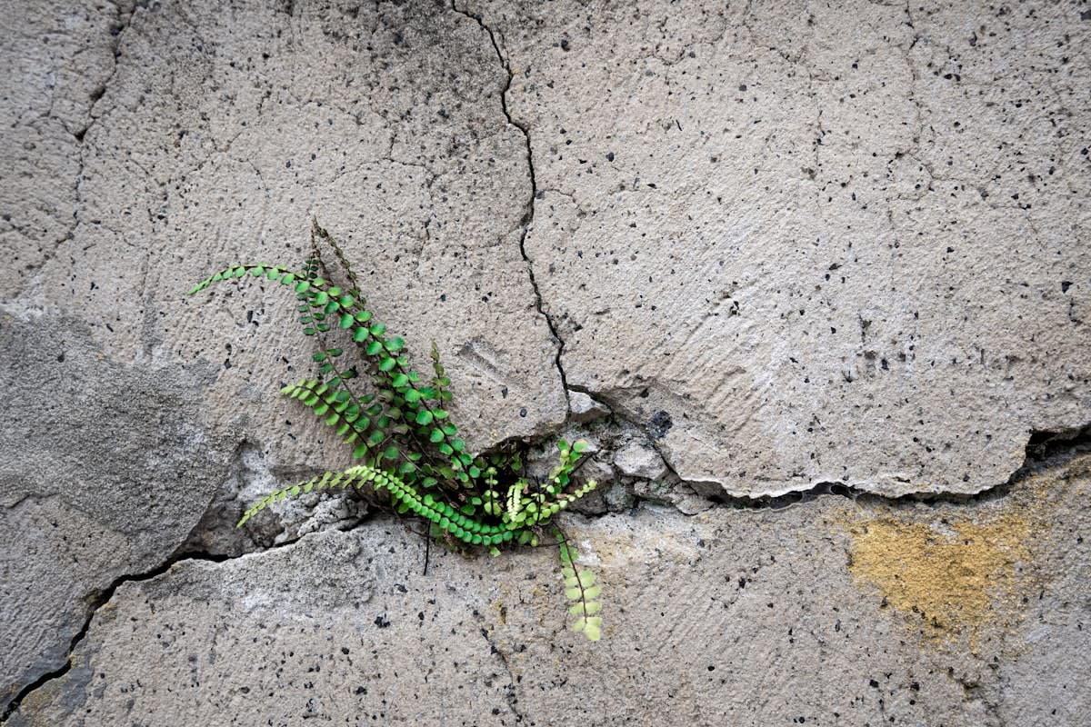 A seedling growing through a crack in old concrete