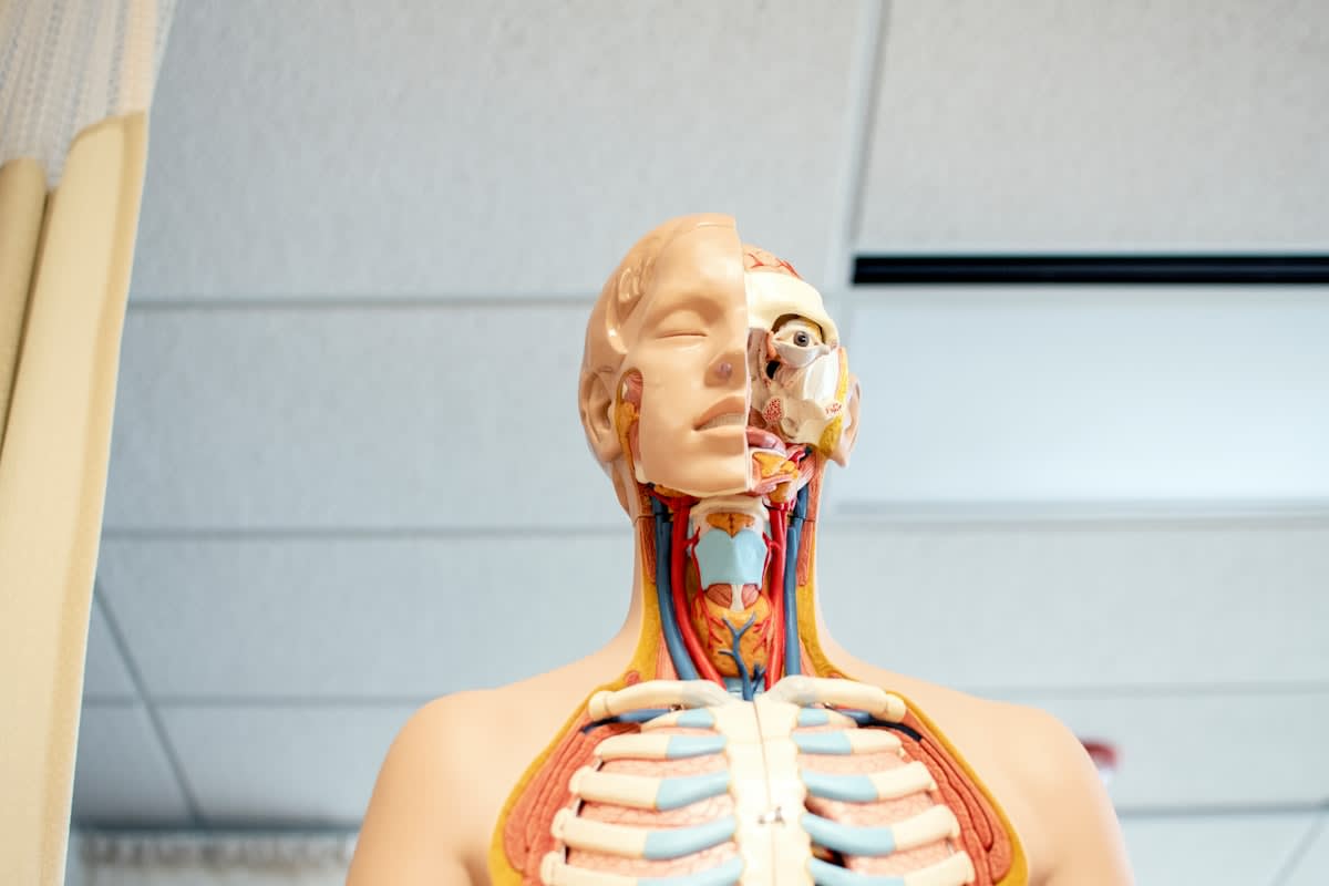 Close up of human anatomy focusing on the nervous system