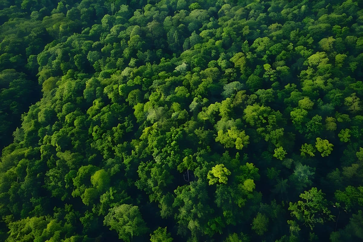 Aerial view of a diverse tropical rainforest with varying canopy heights