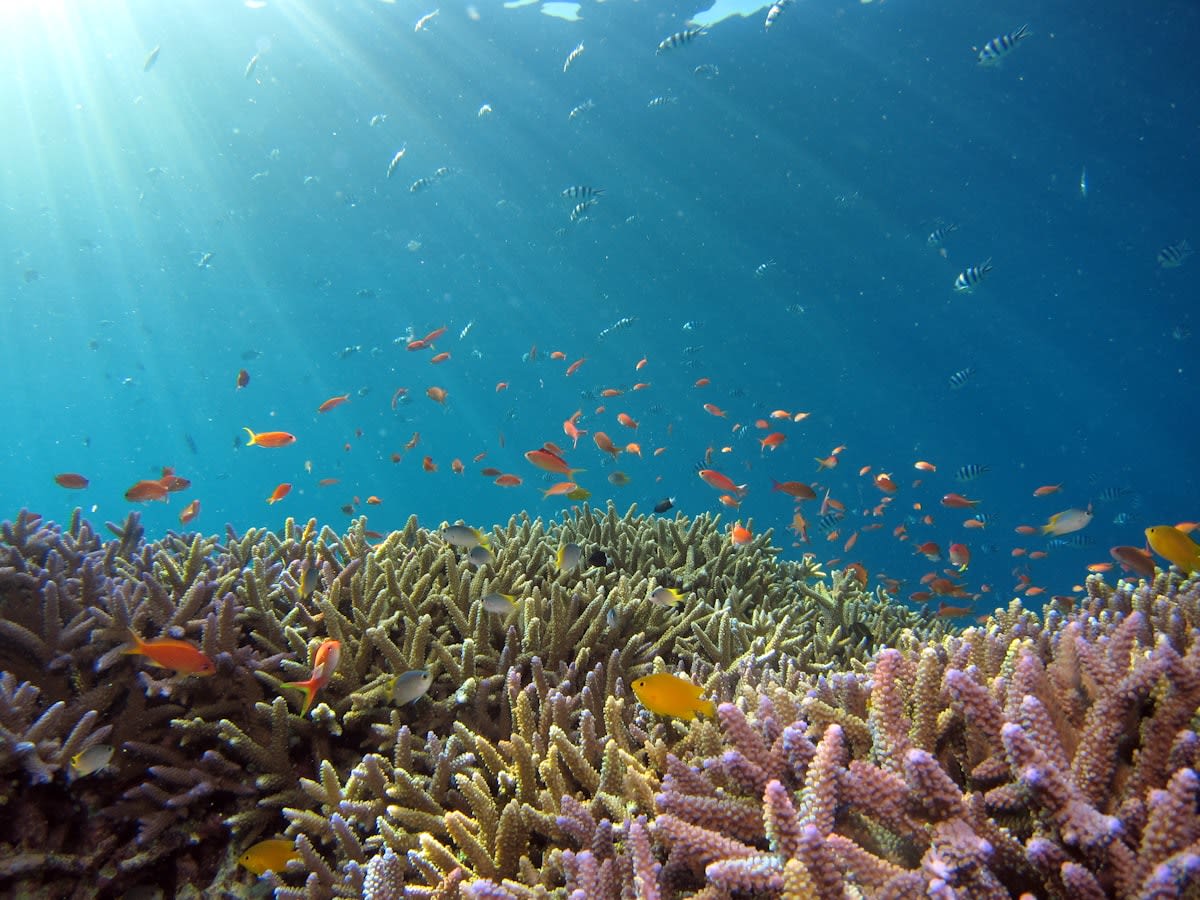 Underwater shot of sustainable aquaculture systems and coral restoration