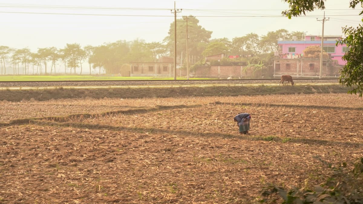 Drip irrigation in a dry field