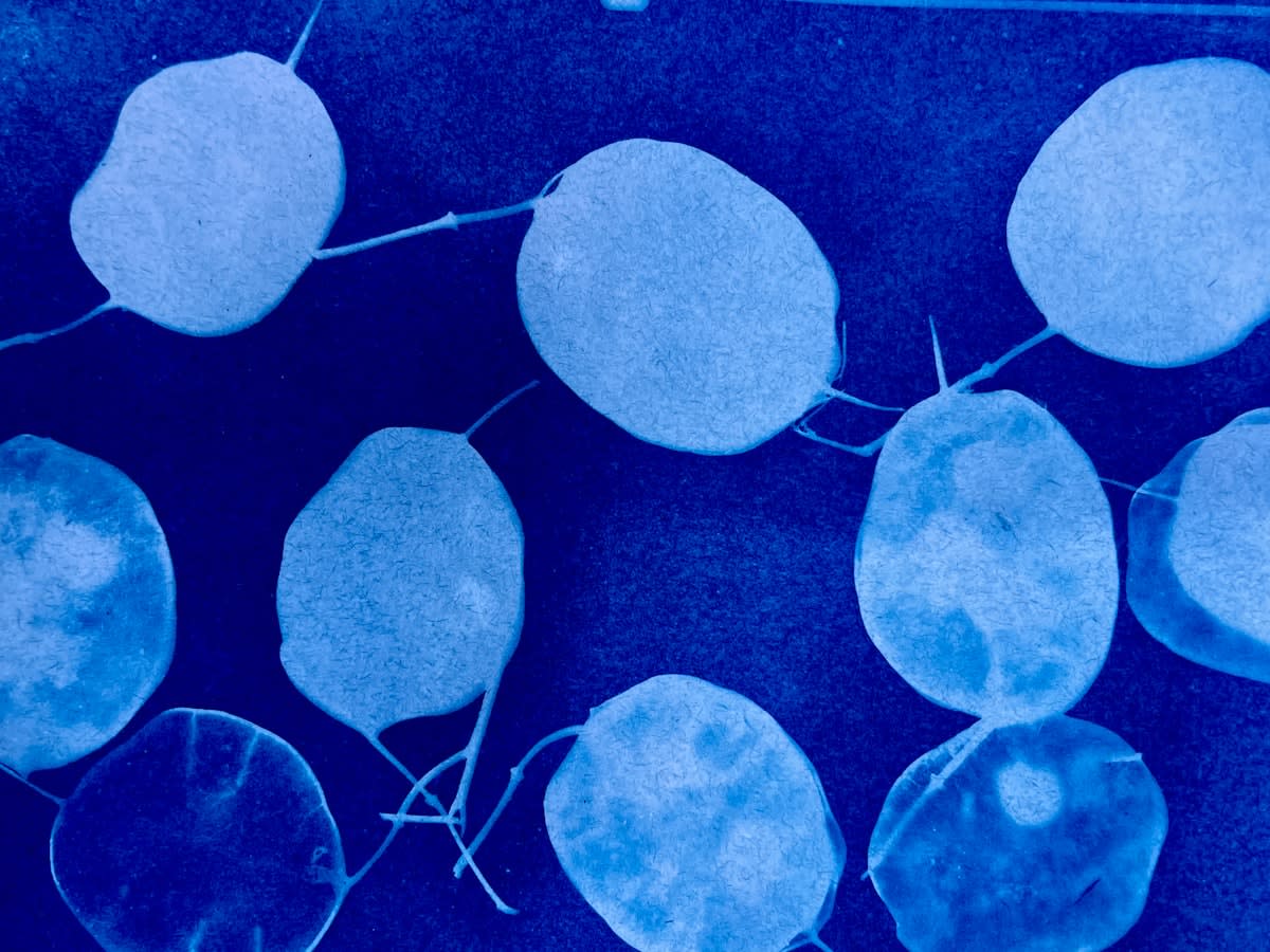 Microscopic view of cellular structures