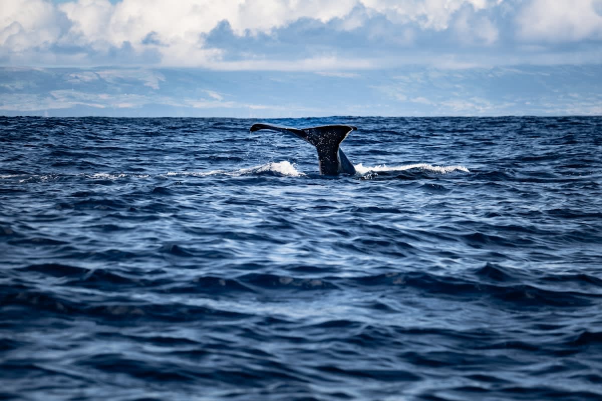 Sperm whale diving in deep blue ocean
