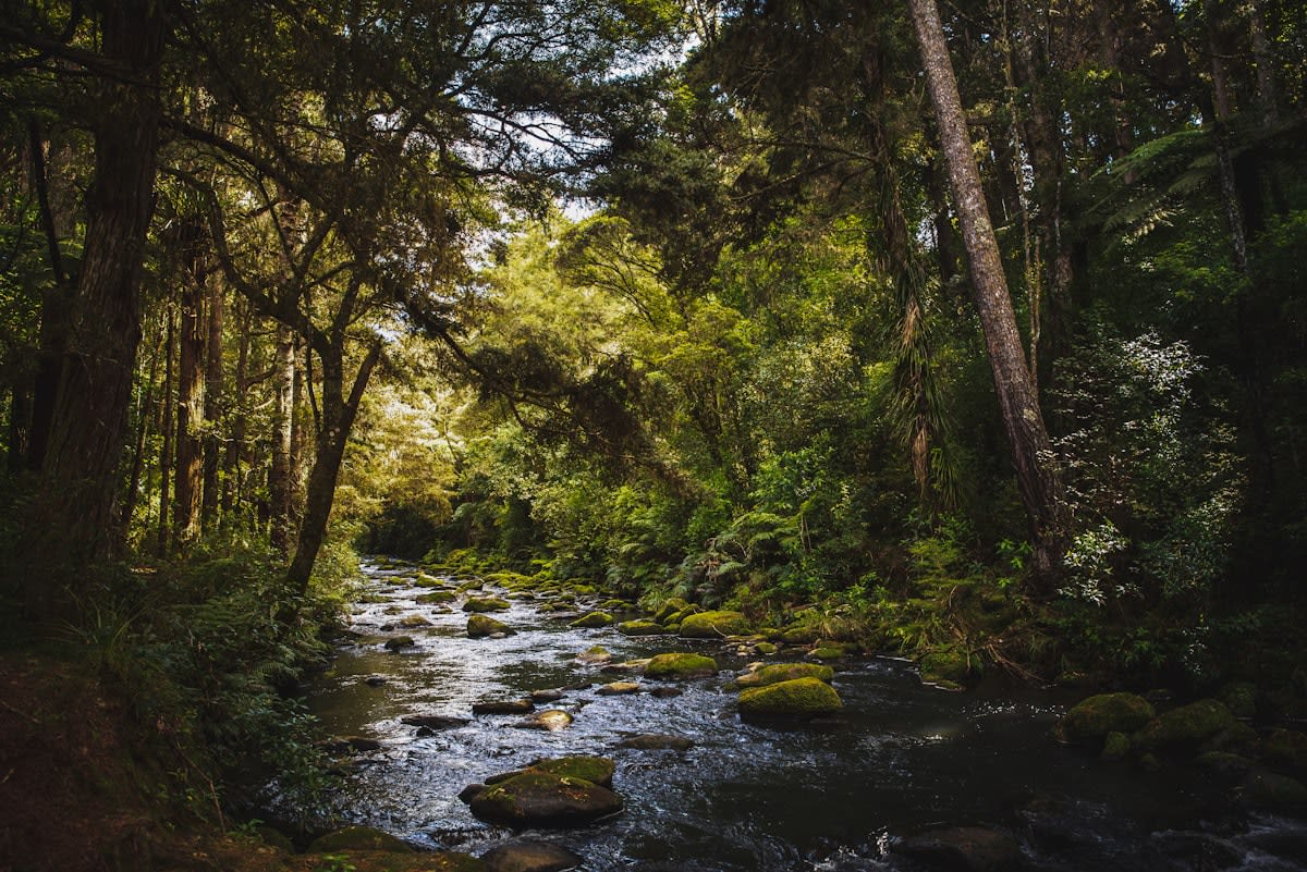 Lush New Zealand forest landscape