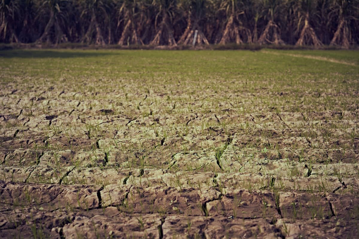 Dry cracked earth in a farm field