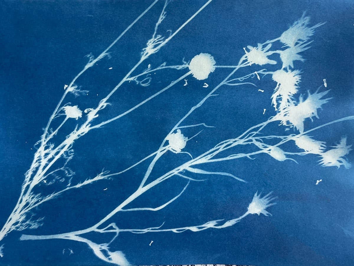 analog photography cyanotype blue prints