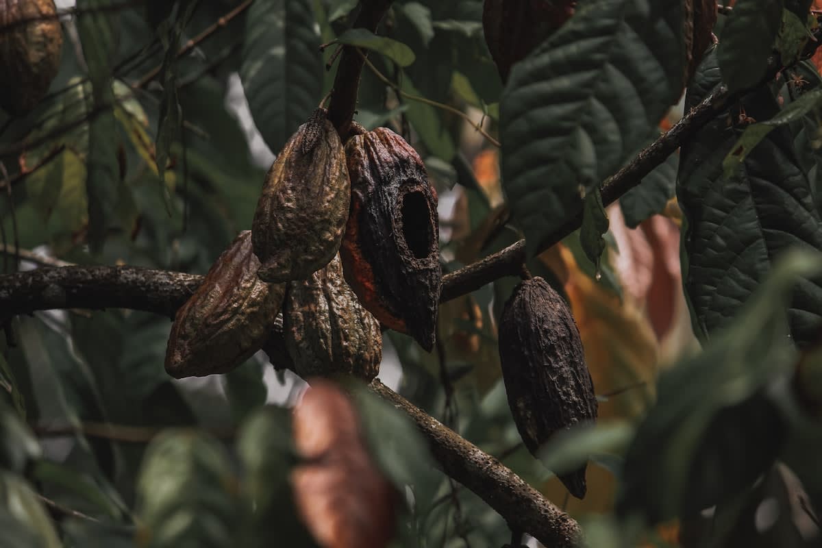 Cacao pods hanging from a tree in a tropical forest