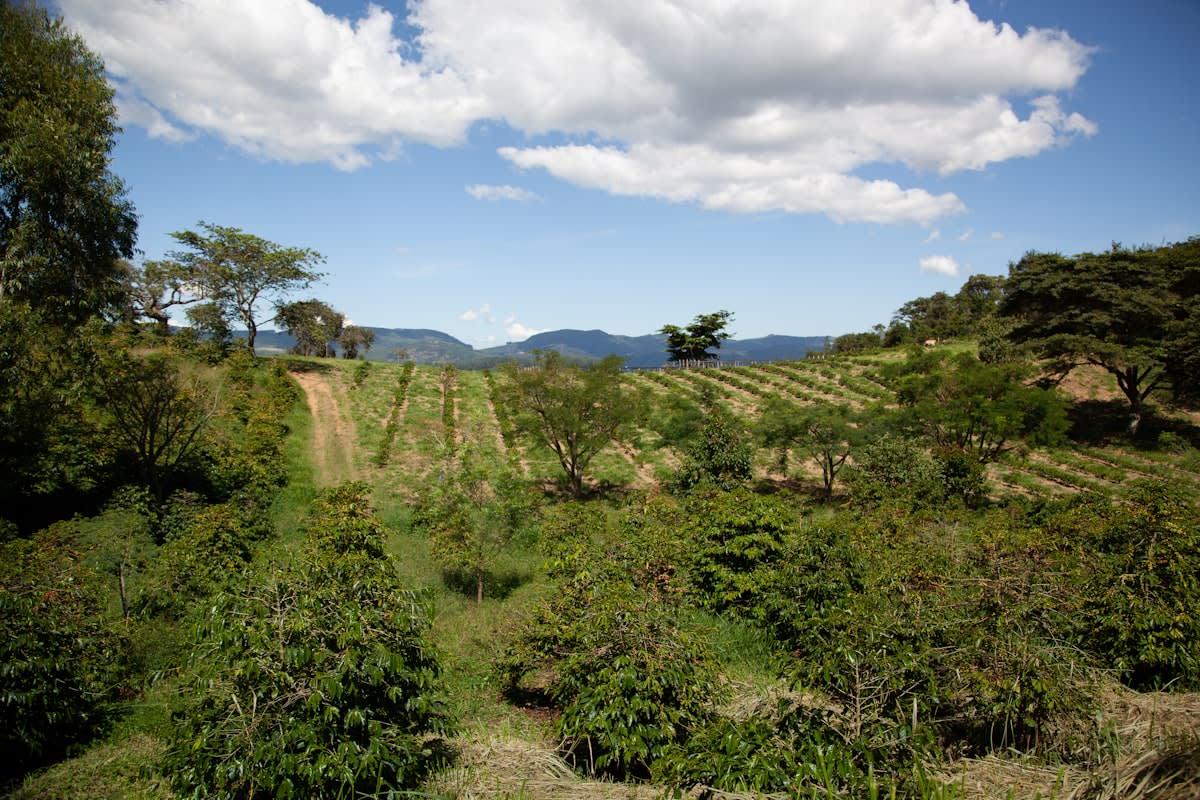 Diverse agroforestry farm with multiple crop types