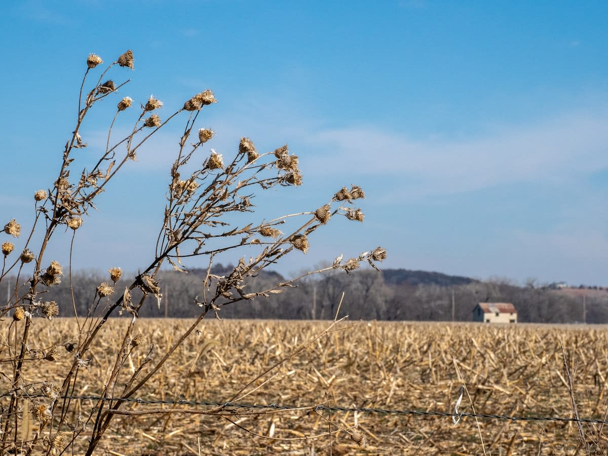 Dry corn fields in Kansas during harvest season