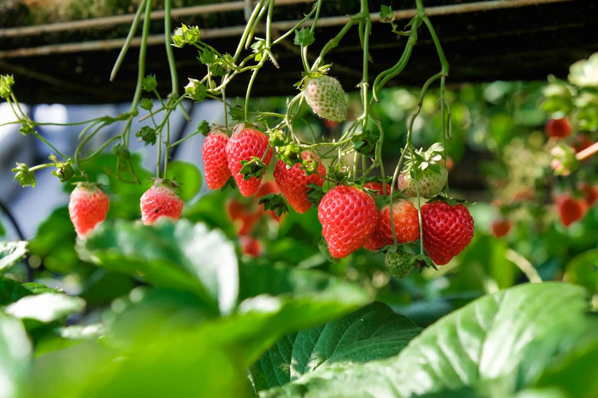 Advanced AI-controlled hydroponic strawberry farm