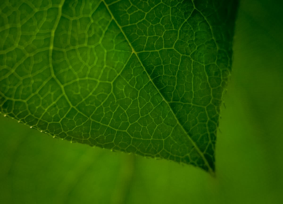 Financial charts and a green leaf