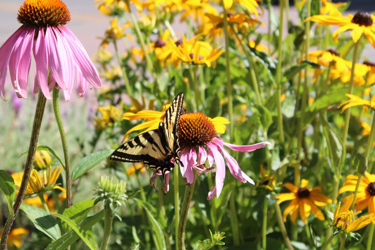 Close up of a native butterfly on a wildflower in an urban garden
