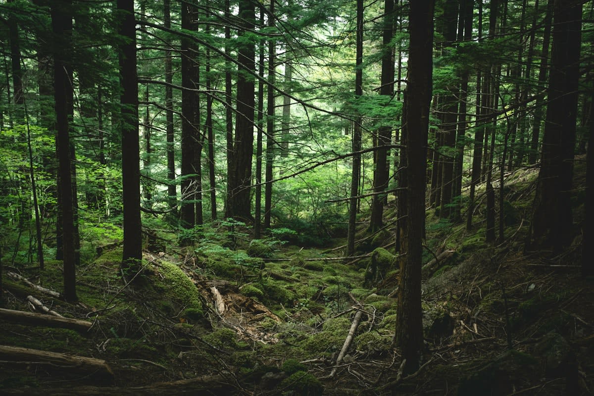 Lush forest with diverse tree species