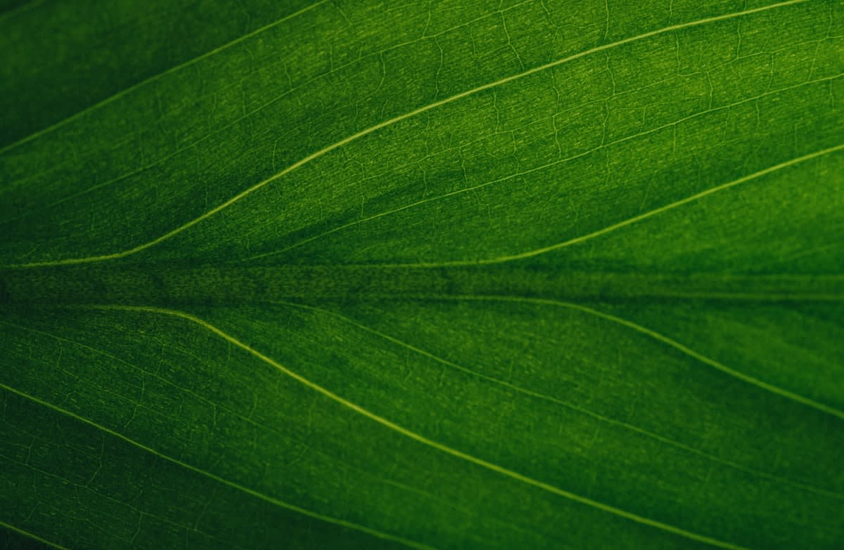 Close up of a green leaf with a digital sensor overlay