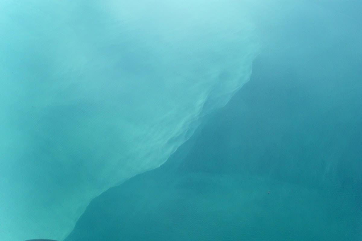 Beluga whale swimming in deep blue water