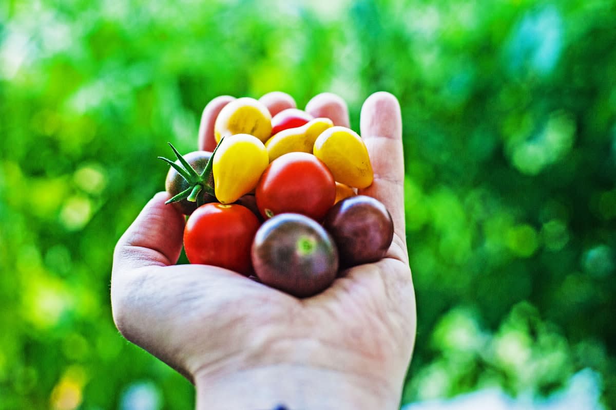 Hand holding a variety of colorful heirloom seeds